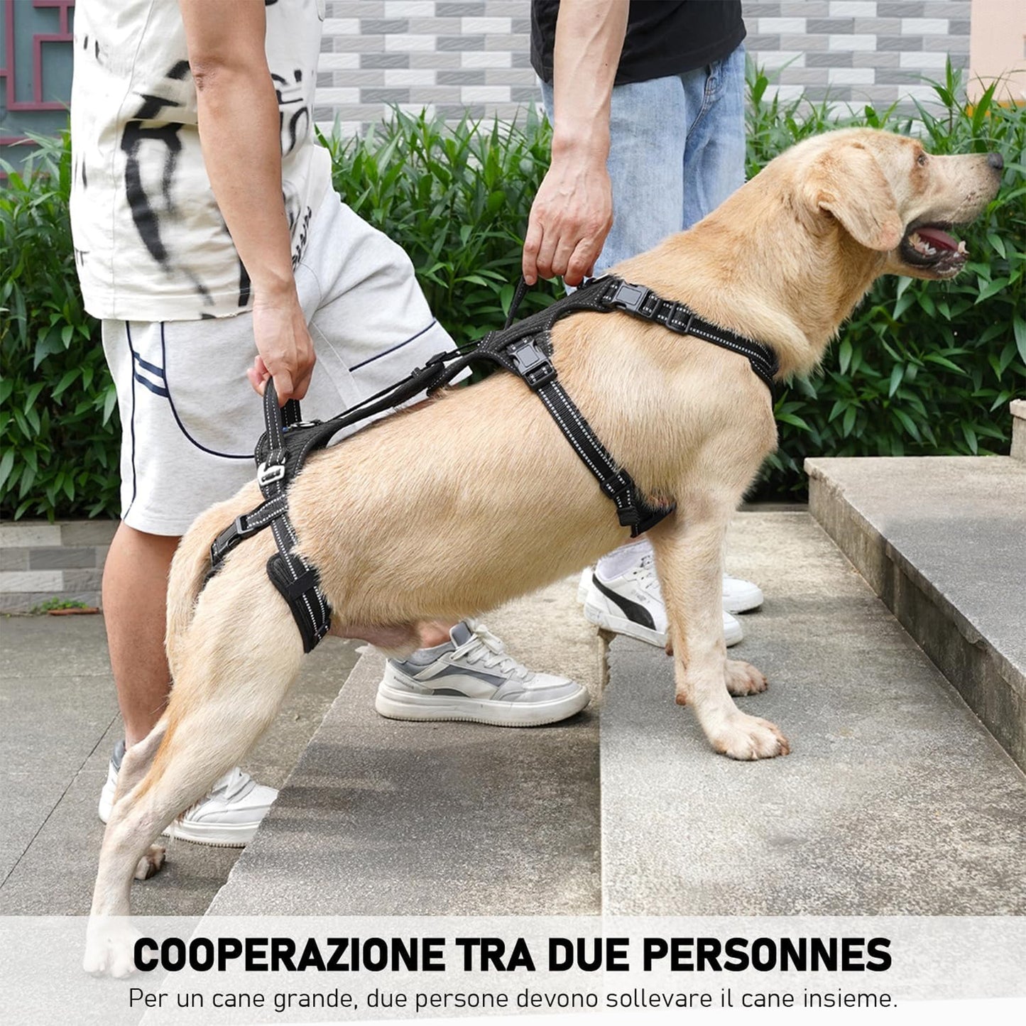 LebensSchritt - Die Ganzkörper-Mobilitätshilfe für Hunde