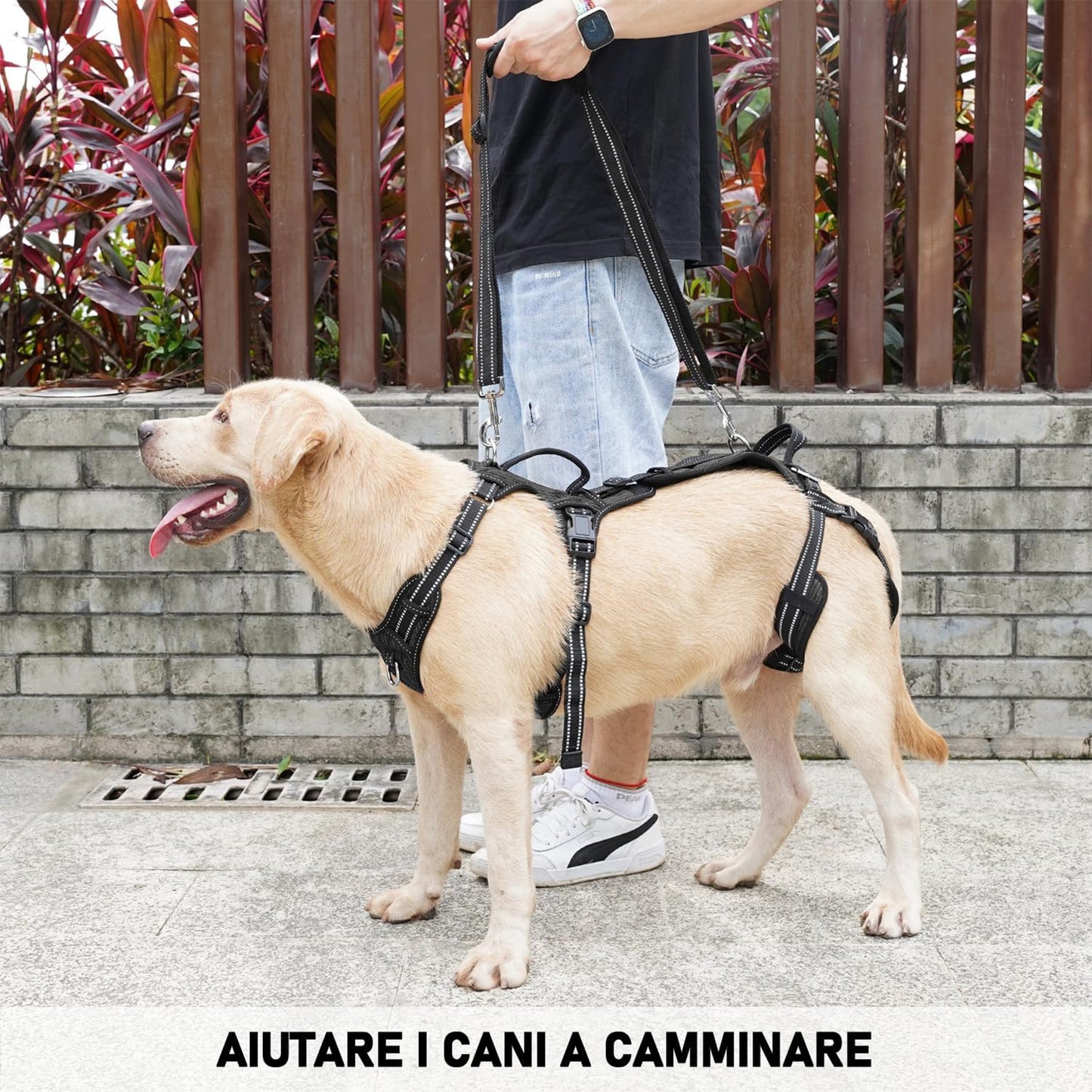 LebensSchritt - Die Ganzkörper-Mobilitätshilfe für Hunde
